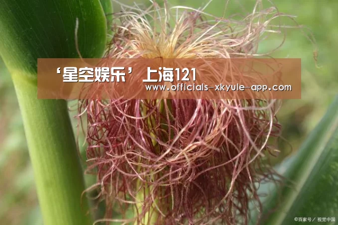 ‘星空娱乐’上海121